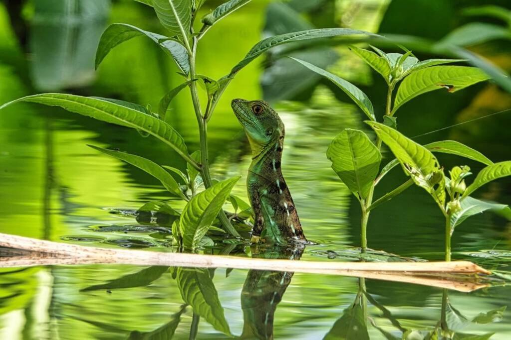 Into The Greens Madre de Dios Luaran gambar