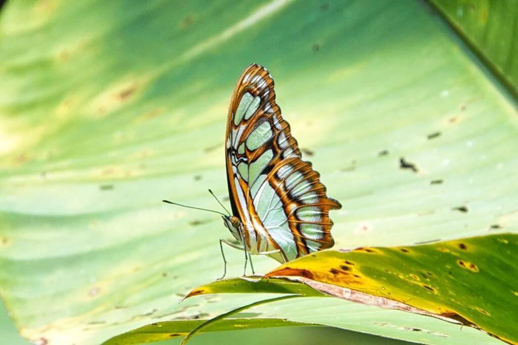 Into The Greens Madre de Dios Luaran gambar