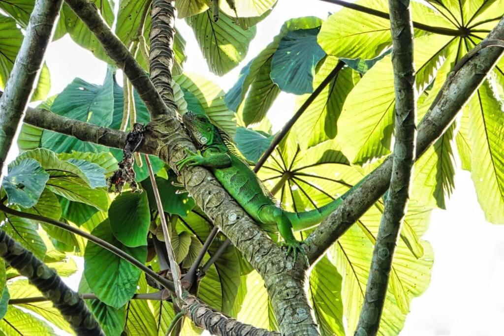 Into The Greens Madre de Dios Luaran gambar